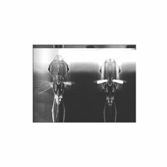 Fishman - Cosmic Dance