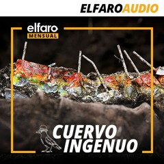 Cuervo ingenuo | Al final de las maras