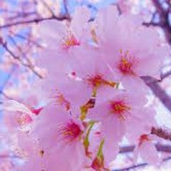 さくら（合唱）森山直太朗  "SAKURA " Naotaro Moriyama with choir