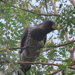 01 - Jérémie Foëx - La Forêt Sacrée Seconde Partie 2 - 2