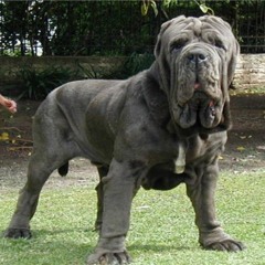 Da Biggest Dog 🐶🐶🐕🐕‍🦺🐩