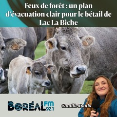 Feux de forêt : un plan d’évacuation clair pour le bétail de Lac La Biche