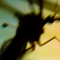 Happy Dance 3