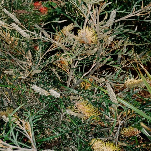 Windchime - Untitled (Light Mix)