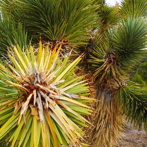 GC Open Dex. EddyLines then BlissDrop