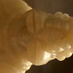 23:12:16:dogusession:betts:Hiro: