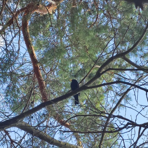 Birdsong