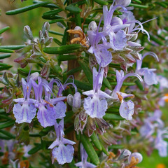 [Der schwere Traum] Ich hab die Nacht geträumet  (Volksweise vor 1775),T:H.v.Fallersleben 2013