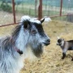 Where The Stash At ? Ft Lil Goat