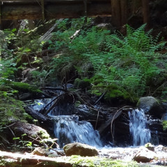 chris of tempo - the hippies all gather around