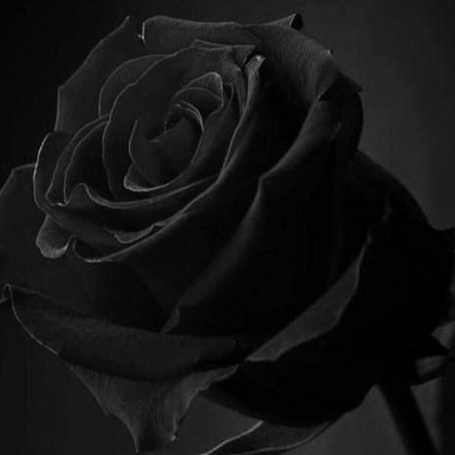 Dark Roses (Instrumental)