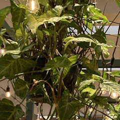 長谷川白紙 : シーチェンジ  弾き語りカバー