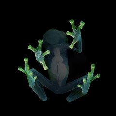 frog (bxxxy)