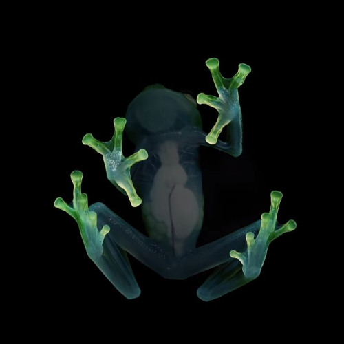 frog (bxxxy)
