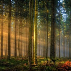 Sunrise Forest