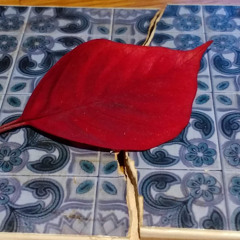 Mighty Sports of the Americas5