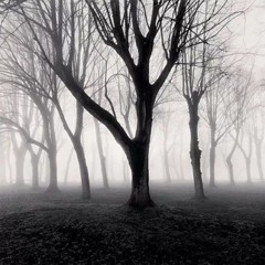 Gray misty tree