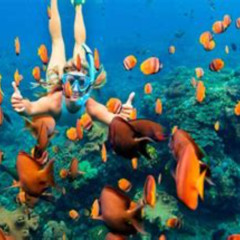 Best Cabo San Lucas Snorkeling Tour Prices Reviews