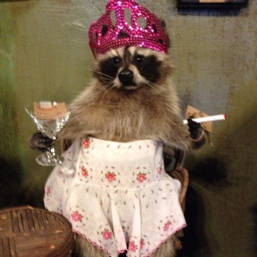 siesta freestyle x never be yours