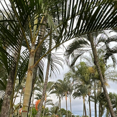 BAD TRIP 👸🏻 - LA INDIA DJ OFICIAL