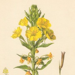 The Banks of The Sweet Primroses