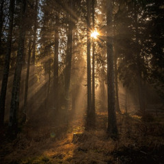 Oliver Vogel - blackout