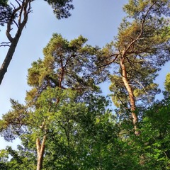 What The Woods Tell Me