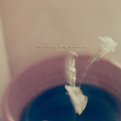 The Oak Tree on My Back Porch