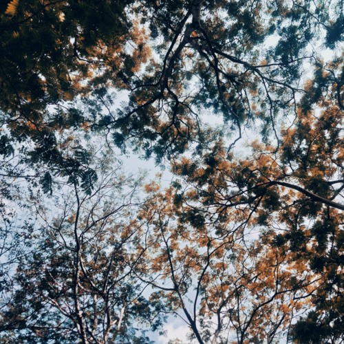 (Mandragora) Sem X Sangathil(Ilayaraja)