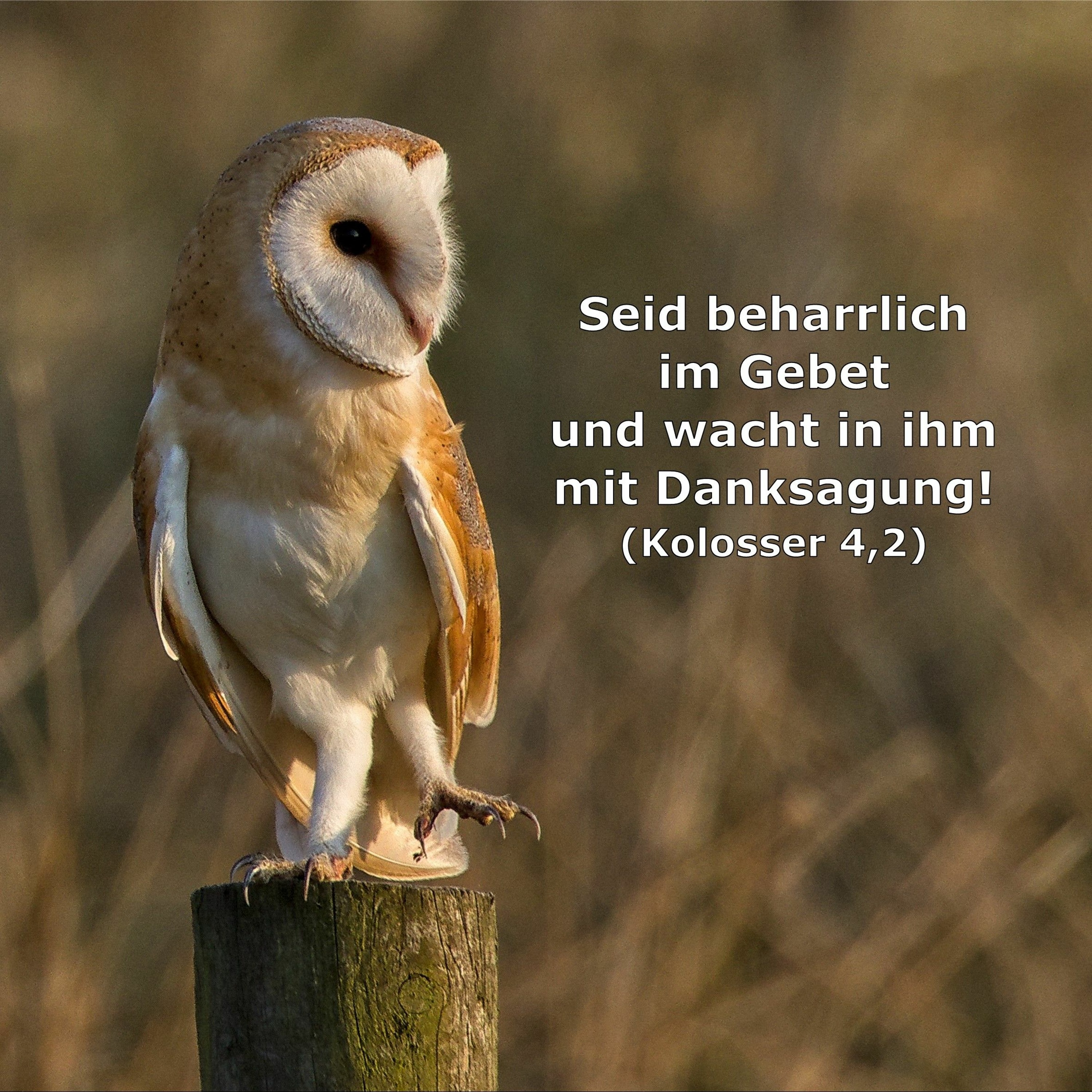 In einem Jahr durch die Bibel