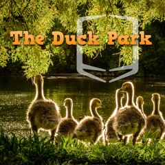 The Duck Park - work in progress