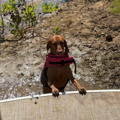 quannnic improve cover