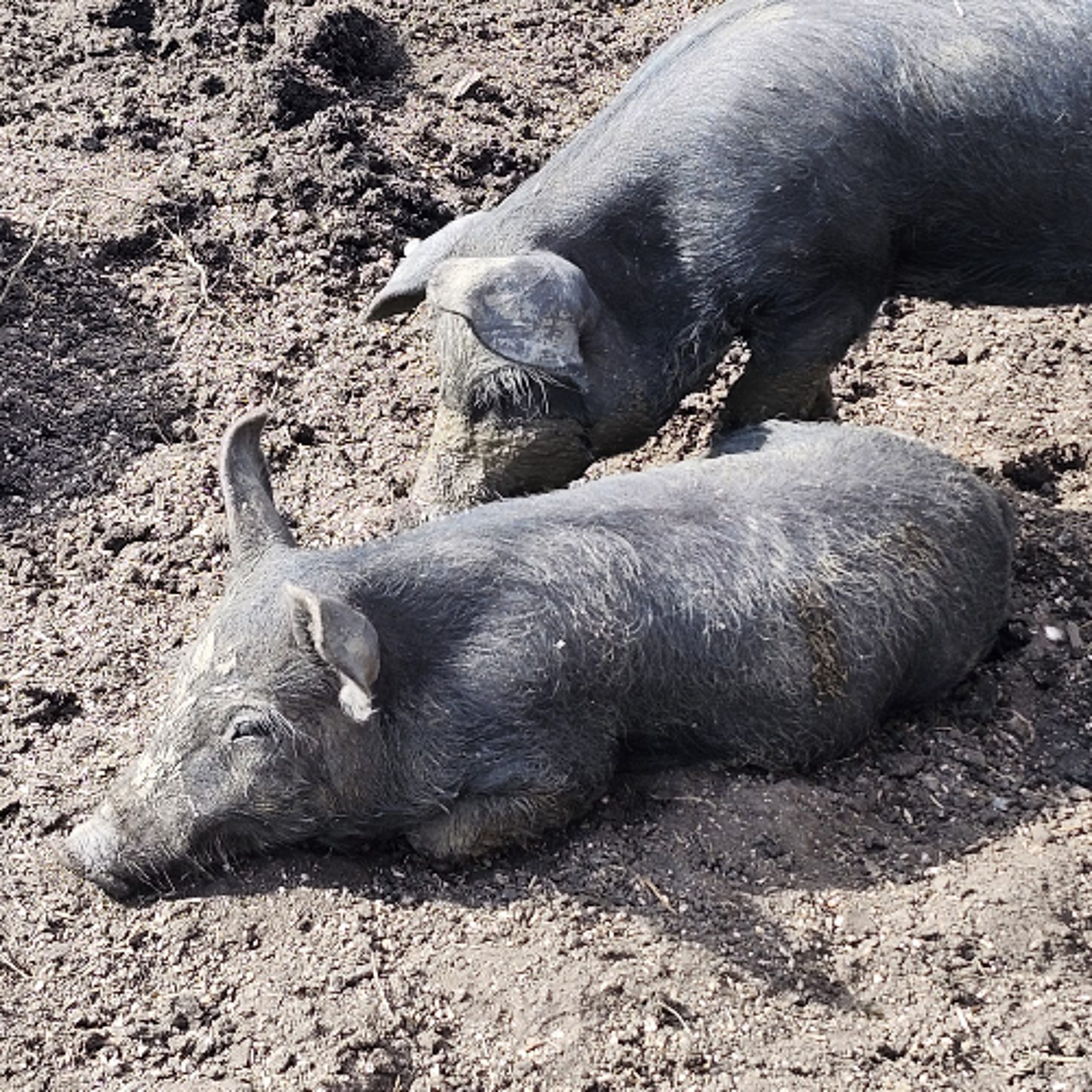 No new Porcine Epidemic Diarrhea Virus cases reported in Alberta