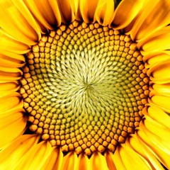 Sunflower / Floarea Soarelui