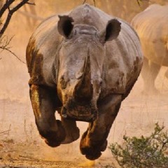 Junoceros' Monday Stampede- Bulls and Cows Unite!!!