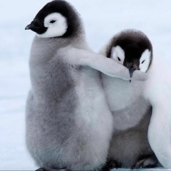 The Penguin Show (Episode 030) - Guest Mix THE CONSCIOUSNESS