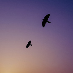‘Ballad of Two Birds - NAC Song ~ Eurick/Tewakeedah