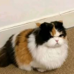 Have you seen this cat_