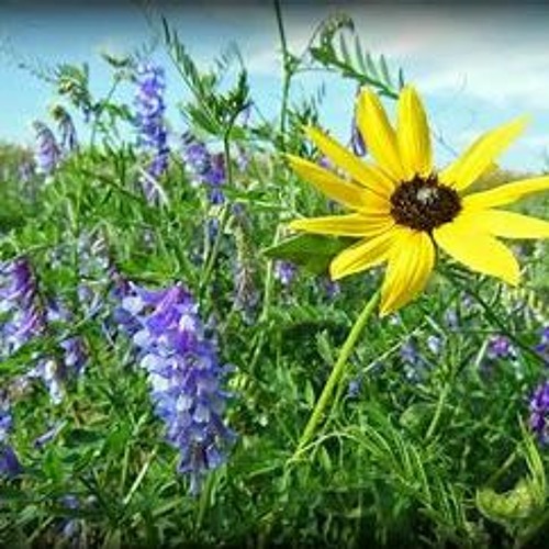 Purple Flowers