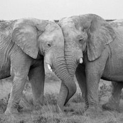 Ivory Anniversary 6.3.25