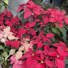 something comforting (cover)