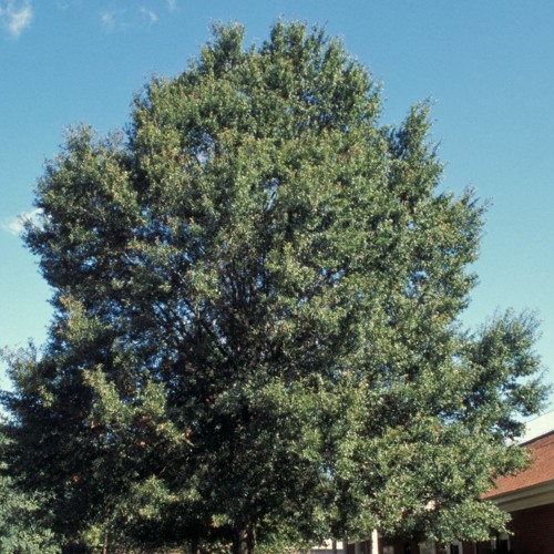 Stream MO Conservation What trees do for us by KTRS 550am Listen