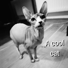 A cool cat