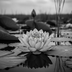 lotus