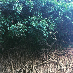 root resonance