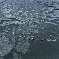 look at the fish! (ft Vibeboy)