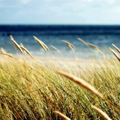 Number 55 Street Soul