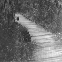 Sam & Lazuli - WOLVES (Hurray for the Riff Raff cover)