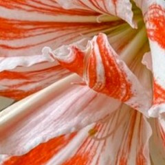 Amaryllis
