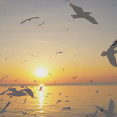 Birds in Paradise (Please put your headphone on)